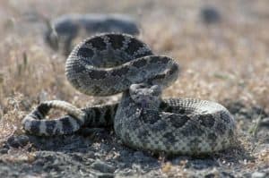 Crotalus Oreganus Pacific Rattlesnake USA Snakes