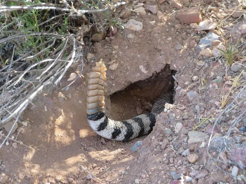 Arizona and Texas Western diamondback rattlesnake tail rattler