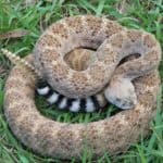 Crotalus Atrox - Western Diamondback Rattlesnake - USA Snakes