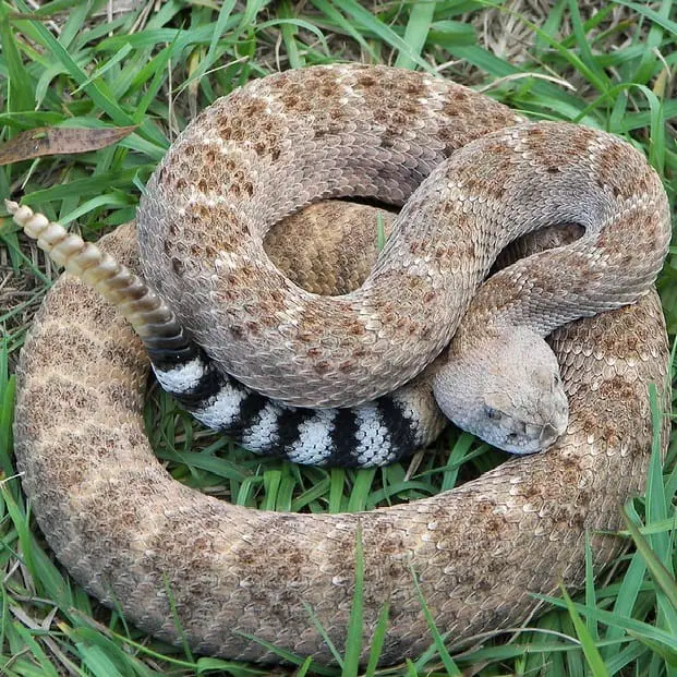 Crotalus atrox - Western diamondback rattlesnake