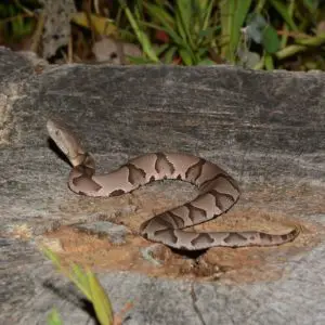 Agkistrodon Contortrix - Copperhead Snake Information brown colored snake eastern north america venomous