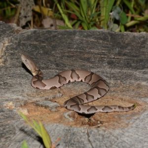 Agkistrodon Contortrix - Copperhead Snake Information brown colored snake eastern north america venomous