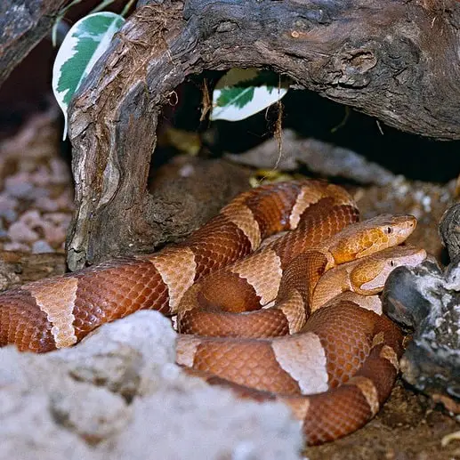 Agkistrodon Laticinctus - Broad-Banded Copperhead Snake