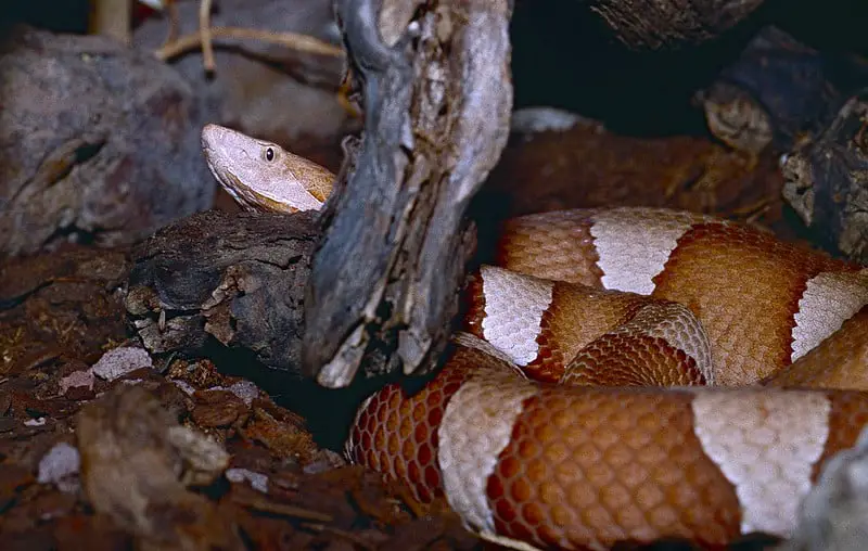 Agkistrodon Laticinctus - Texas Copperhead Snake