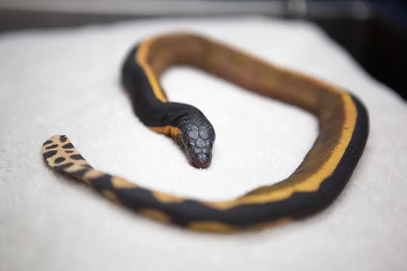 Black and yellow sea snake in Hawaii and California is a yellow-bellies sea snake