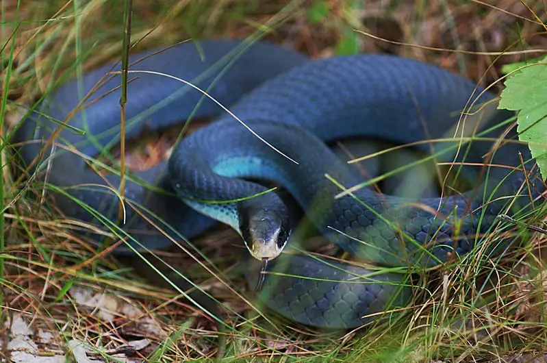 Blue racer Coluber constrictor foxii in Michigan