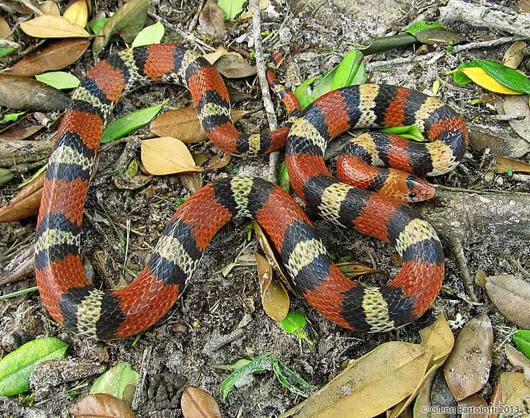 Cemophora coccinea Scarlet Snake black red white or yellow