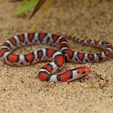 Cemophora Coccinea - Scarlet Snake - Usa Snakes