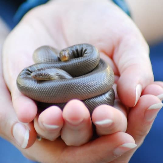 CCGP — Charina bottae (Northern Rubber Boa)