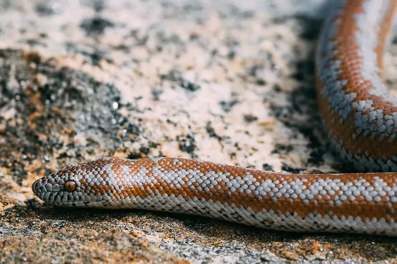 Charina Trivirgata Rosy boa head and eye with red and grey stripes