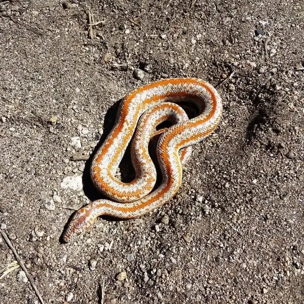 Charina Trivirgata – Rosy Boa