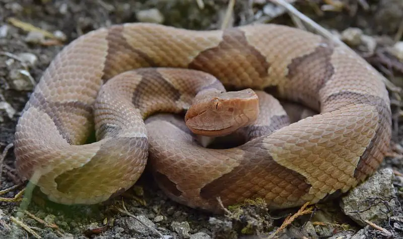 Copperhead snake brown lightbrown thick body brown bands