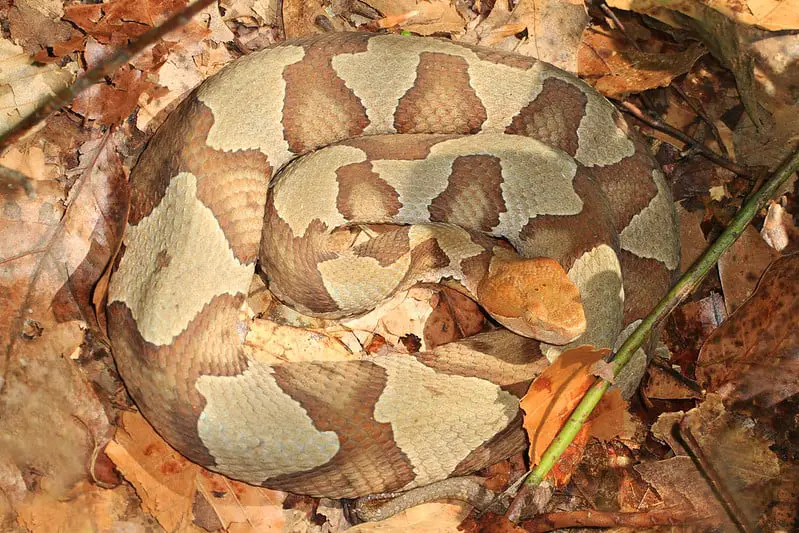 Copperhead snake camouflage brown beige in autumn leaves