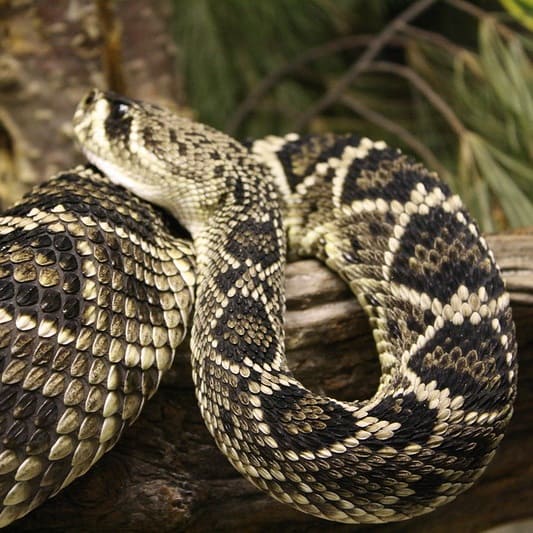 neotropical rattlesnake