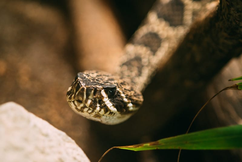 Crotalus Adamanteus - Eastern Diamondback Rattlesnake face front view