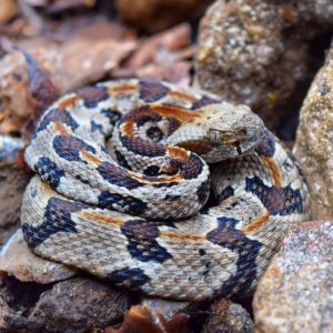 Crotalus Horridus Timber Rattlesnake information - light coloration body