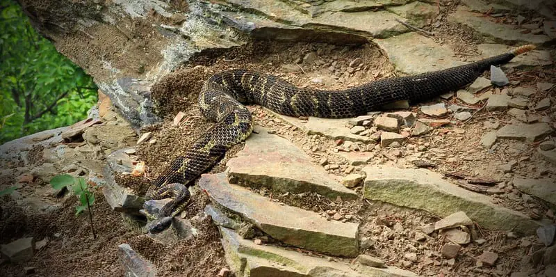 Crotalus Horridus Timber rattlesnake dark morph large snake