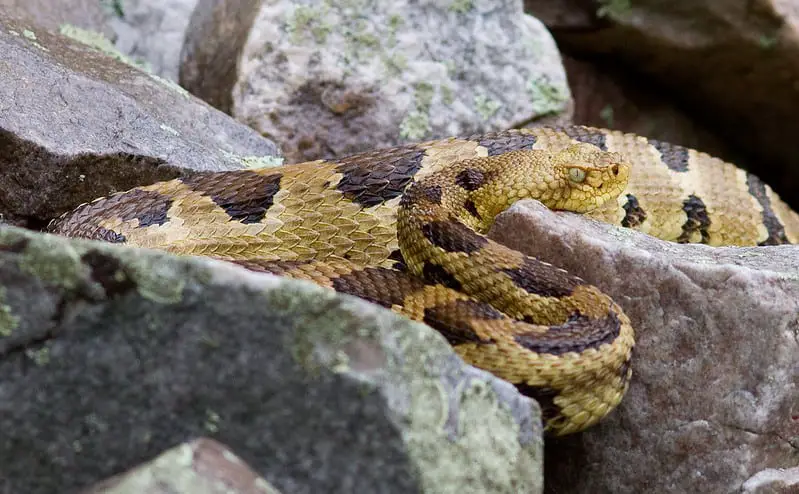 Crotalus Horridus Timber rattlesnake light morph with orange dosal color pattern