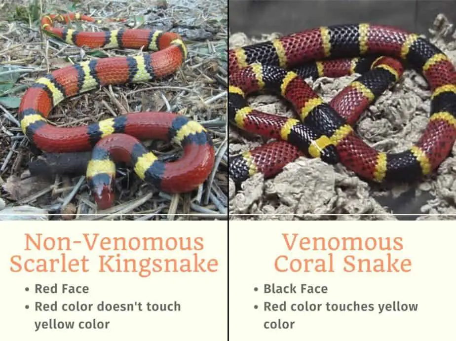 Difference coral snake vs scarlet kingsnake how to distignuish the two