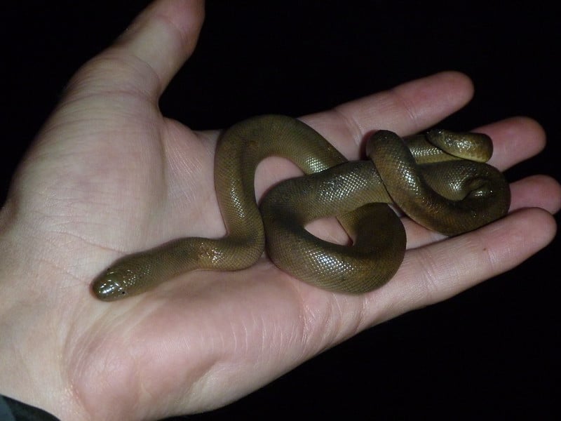 Docile and non dangerous snake rubber boa found in the western united states