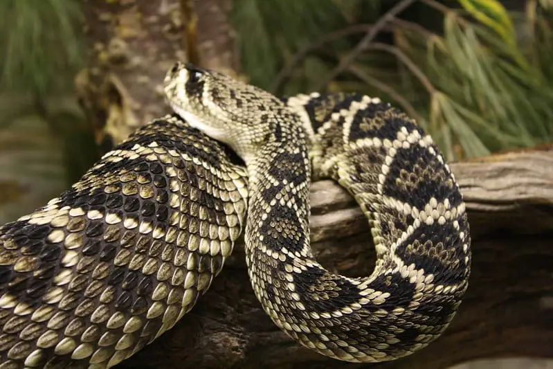 Eastern Diamondback Rattlesnake in Florida