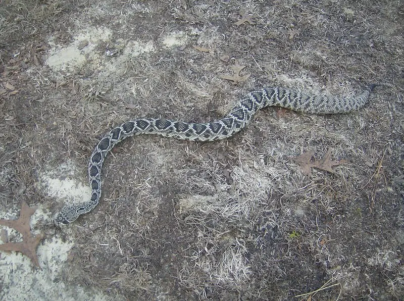 Eastern Diamondback Rattlesnake size length and weight - up to 7 feet long and 10 lb