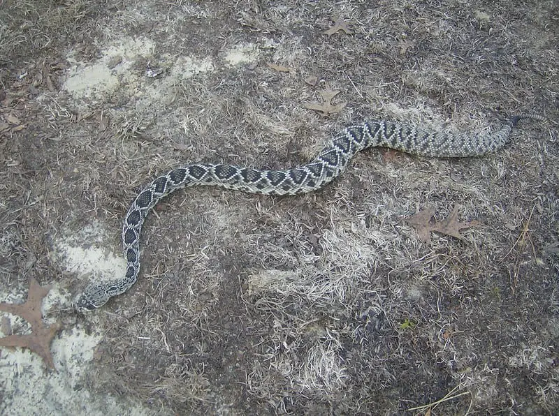 baby eastern diamondback rattlesnake