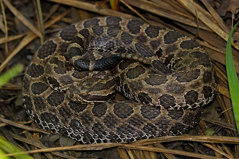 Eastern Massasauga Snake found in Missouri