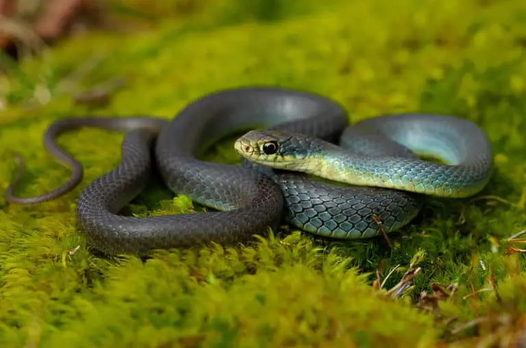 https://usasnakes.com/wp-content/uploads/2020/09/Eastern-Yellow-Bellied-Racer-Coluber-constrictor-flaviventris-found-in-habitat-in-Missour-forest-768x509.jpg