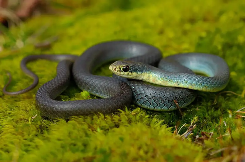 Eastern Yellow-Bellied Racer Coluber constrictor flaviventris found in habitat in Missour forest