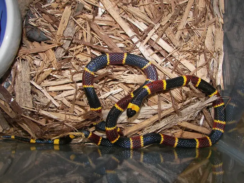 Eastern coral snake, long black, yellow and red snake United States