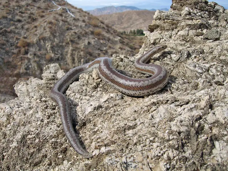 Grey and red orange rosy boa on rock in California Joshua tree national park snake