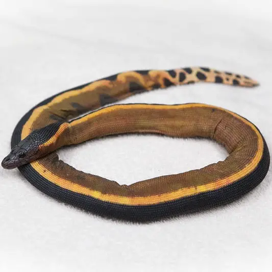 Hydrophis Platurus - Yellow-Bellied Sea Snake information and venom info