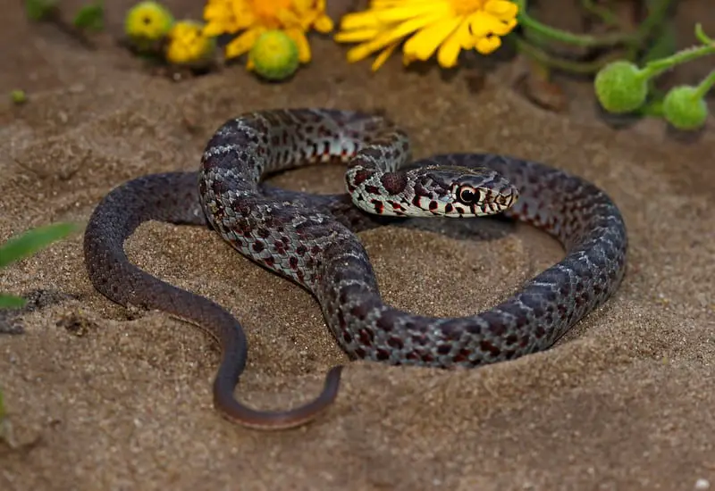 Juvenile Blue Racer Coluber constrictor foxii young illinois