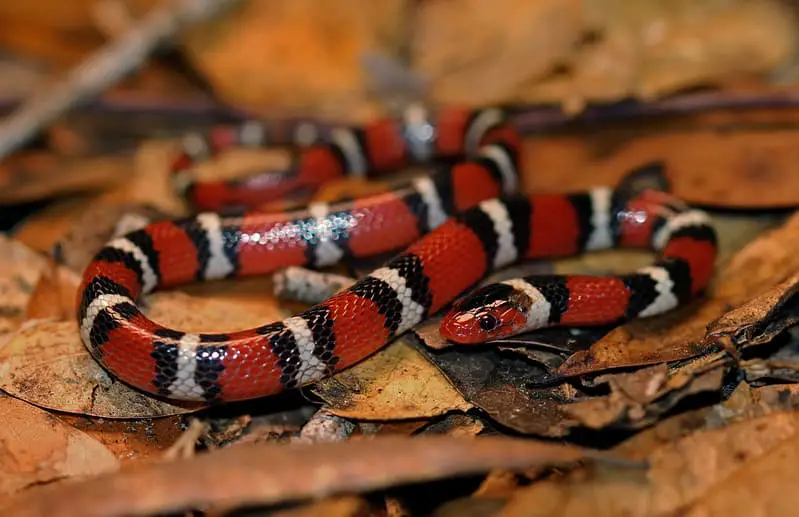 Juvenile scarlet kingsnake white red and black in Georgia