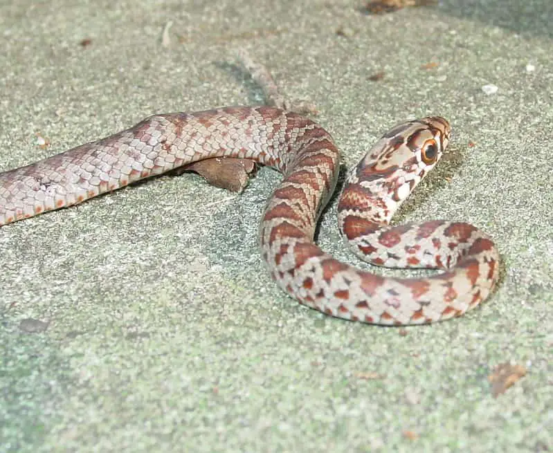 Juvenile southern black racer - Coluber constrictor priapus