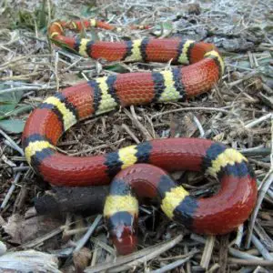 Lampropeltis Elapsoides Scarlet Kingsnake red yellow black large snake