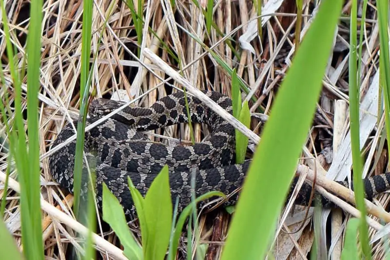 Michigan's only venomous snake, the Eastern Massasauga Snake