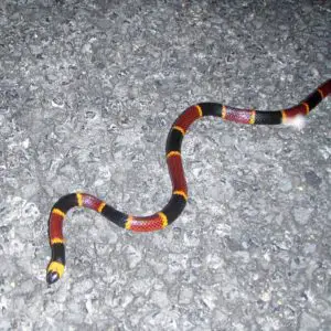Micrurus fulvius Eastern Coral Snake information and tips and bite
