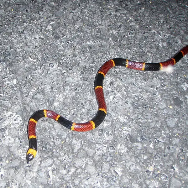 Micrurus Fulvius – Eastern Coral Snake