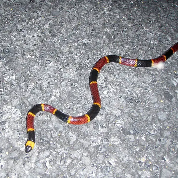 Micrurus Fulvius - Eastern Coral Snake - USA Snakes