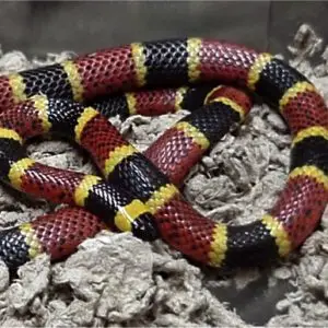 Micrurus tener - Texas coral snake information and bite info