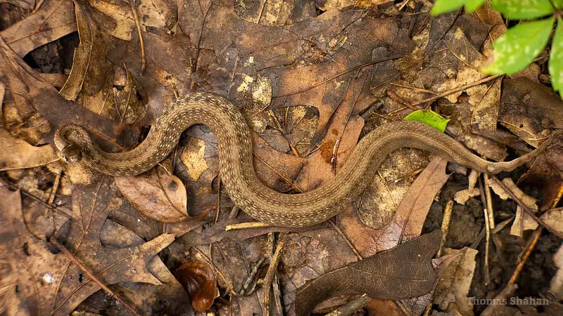 Midland Brownsnake Storeria dekayi wrightorum found in Missouri