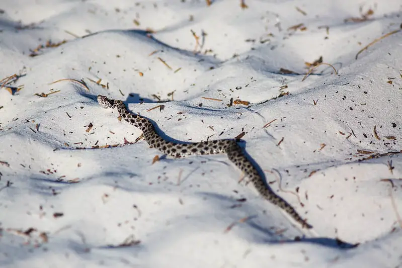 Pygmy rattlesnake grey with black spots