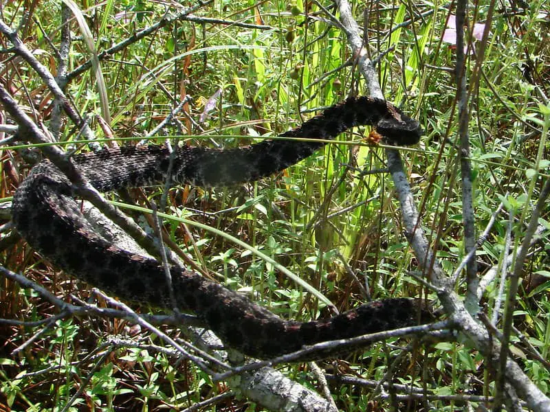 Pygmy rattlesnake in trees climbing