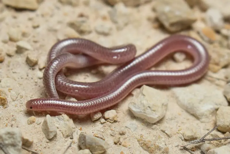 Rena Dulcis - Texas Blind Snake pink purple blind snake in Texas