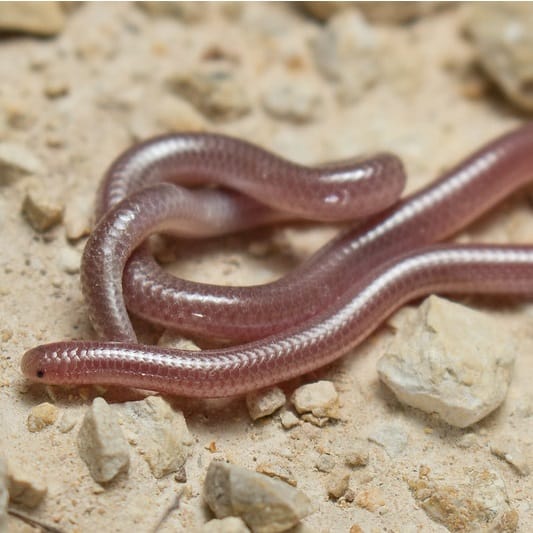 Blind Snake Archives USA Snakes
