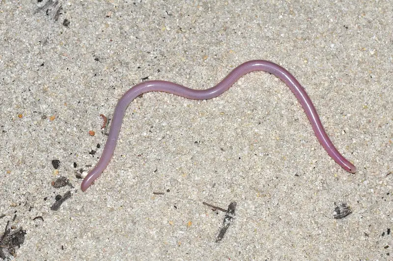 Rena humilis Western blind snake in Texas