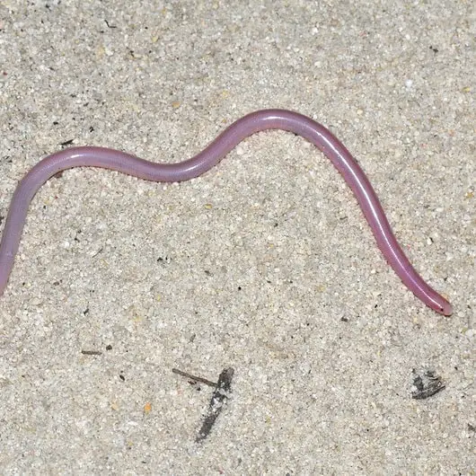 Blind Snake Archives USA Snakes