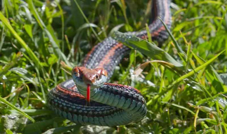 San Francisco Garter Snake - Thamnophis sirtalis tetrataenia